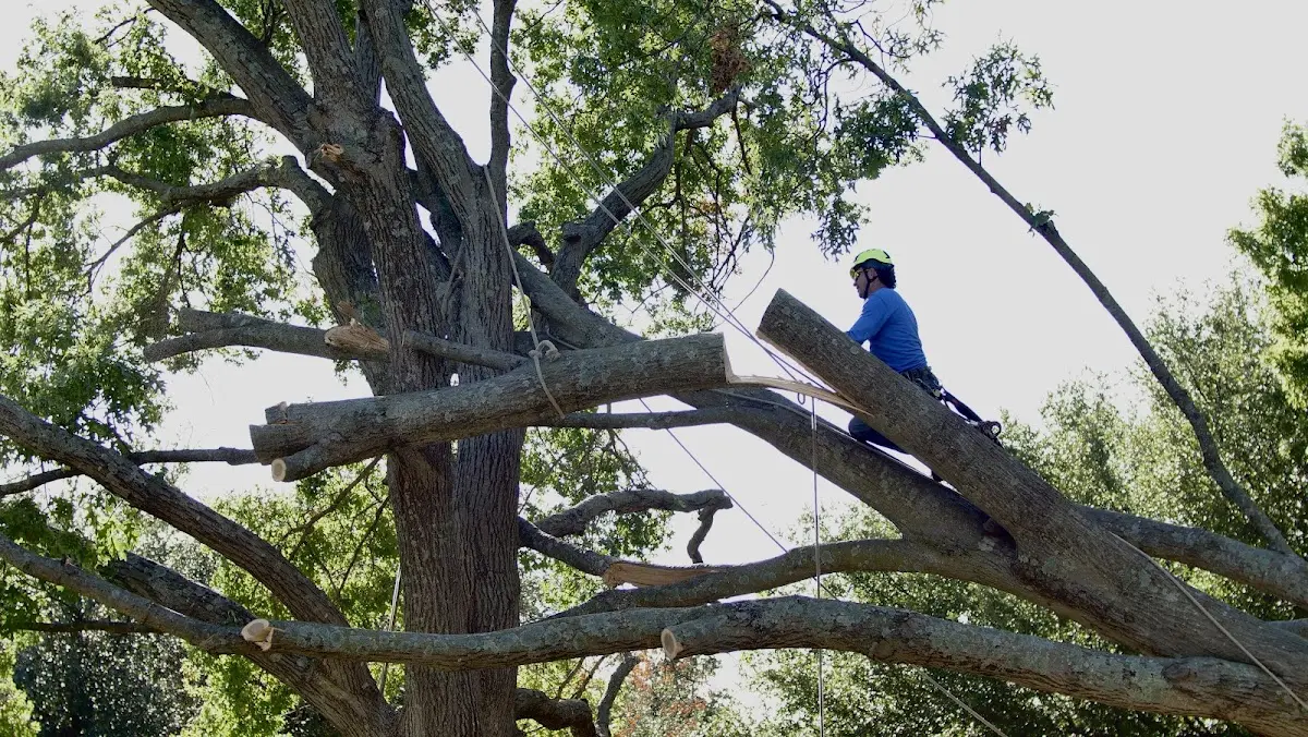 Professional Crown Thinning performed by certified arborists in Bradley