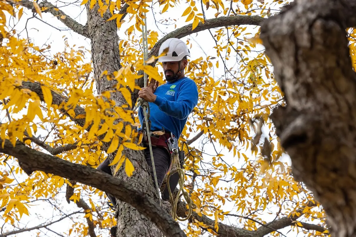 Skilled Storm Damage Cleanup crew working in Bradley