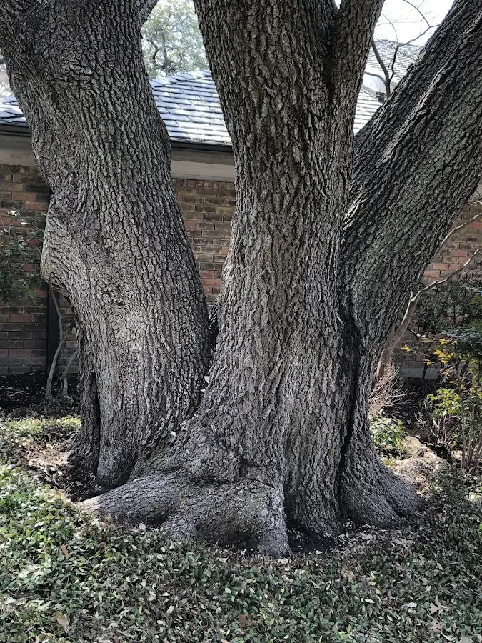Mature heritage tree close to a Bradley property cared for by certified arborists
